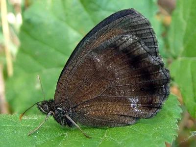 Minois dryas