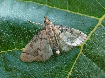 Metasia ophialis