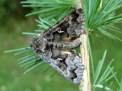 Syngrapha (Syngrapha) ain