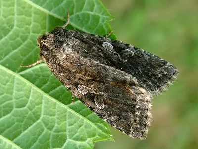 Apterogenum ypsillon