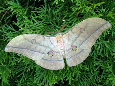 Antheraea (Antheraea) yamamai