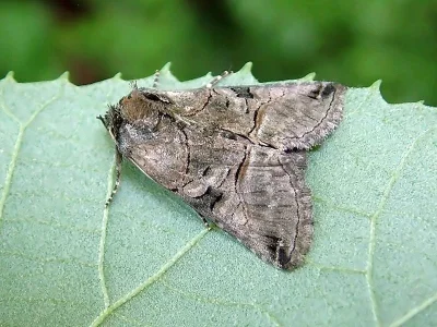 Abrostola tripartita