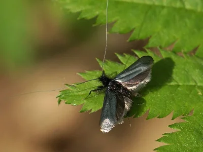 Adela reaumurella