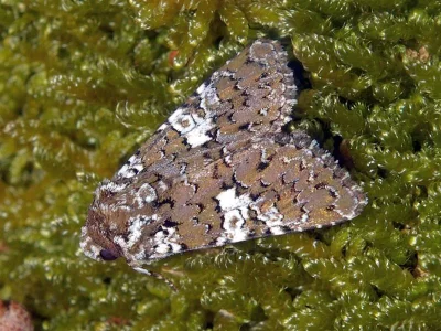 Hadena (Hadena) albimacula