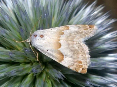 Eublemma (Eublemma) amoena