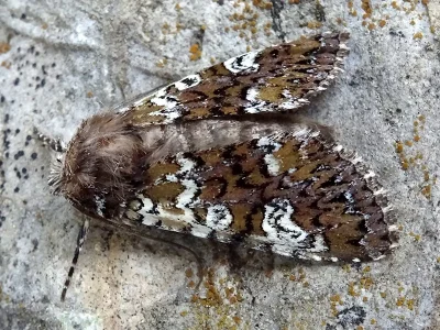 Crypsedra gemmea