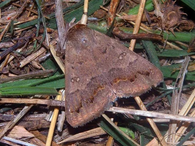 Clytie (Clytie) gracilis