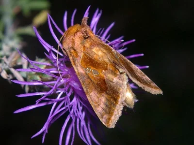 Chrysodeixis (Chrysodeixis) chalcites