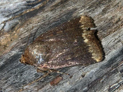 Amphipyra (Amphipyra) stix