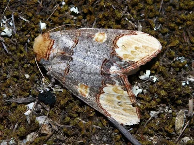 Phalera bucephaloides
