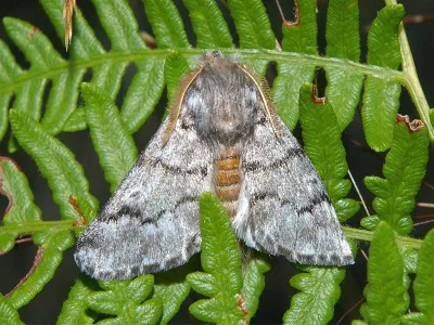 Thaumetopoea pityocampa
