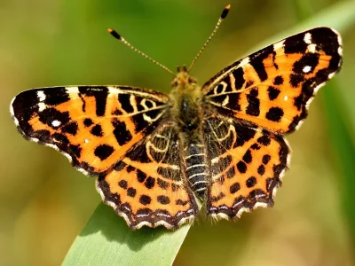 Araschnia levana