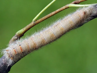 Phyllodesma (P.) tremulifolia