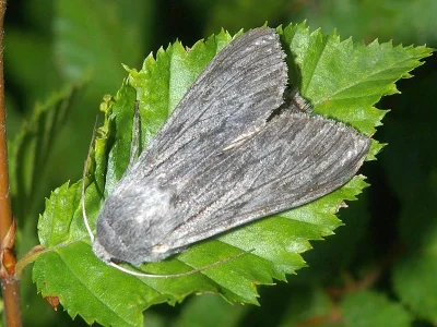 Cucullia lactucae