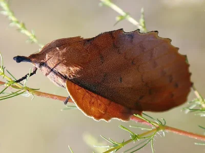 Gastropacha (Gastropacha) quercifolia