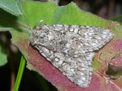 Acronicta (Viminia) euphorbiae
