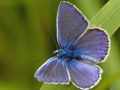 Polyommatus (Polyommatus) icarus