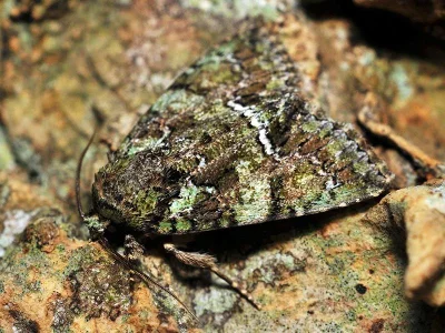 Polyphaenis sericata
