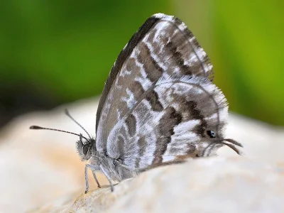 Cacyreus marshalli