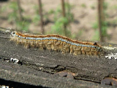 Malacosoma (Clisiocampa) neustria