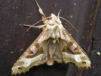 Phlogophora meticulosa