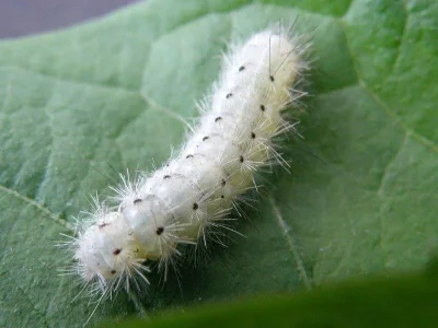 Zygaena (Mesembrynus) minos