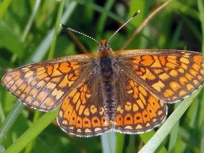 Euphydryas (Eurodryas) aurinia
