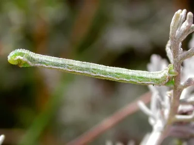 Eupithecia extensaria