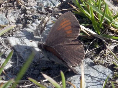 Erebia tyndarus