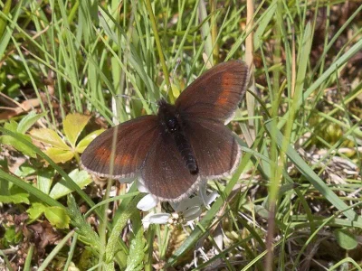 Erebia epiphron