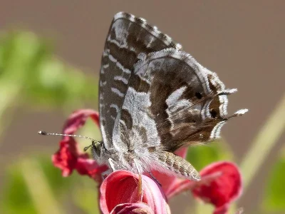 Cacyreus marshalli