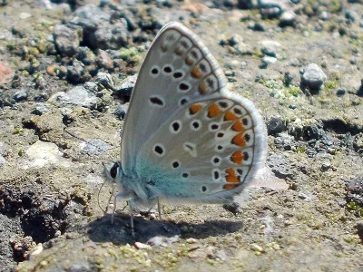 Polyommatus (Agrodiaetus) thersites