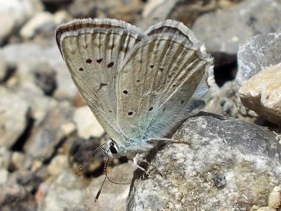 Polyommatus (Meleageria) daphnis