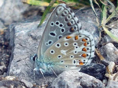 Polyommatus (Lysandra) bellargus