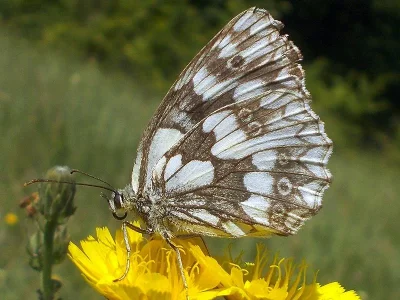 Melanargia (Melanargia) galathea