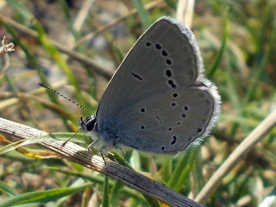 Cupido (Cupido) minimus
