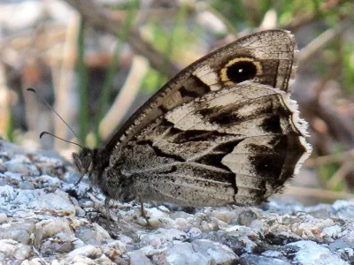 Hipparchia (Pseudotergumia) fidia