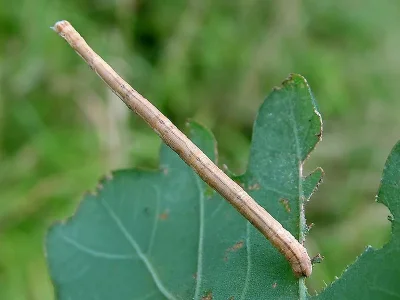 Scopula (Ustocidalia) imitaria
