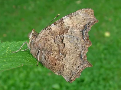 Nymphalis (Nymphalis) vaualbum