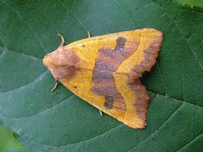 Atethmia centrago