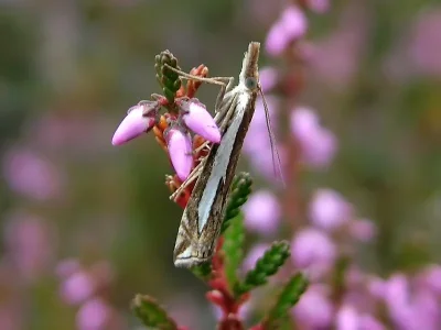 Crambus hamella