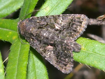 Aedia leucomelas