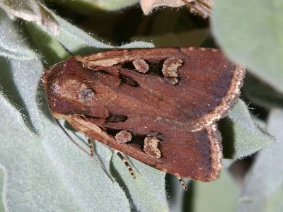 Euxoa (Euxoa) obelisca