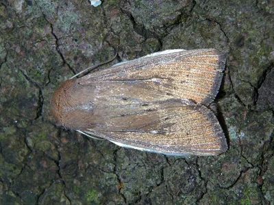 Mythimna (Mythimna) straminea