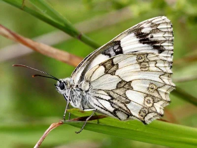 Melanargia (Melanargia) galathea