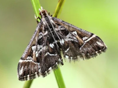 Diasemia reticularis