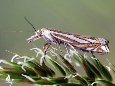 Crambus pratella