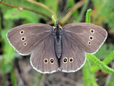 Aphantopus hyperantus