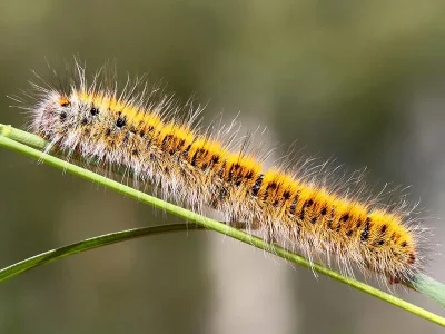 Lasiocampa (Pachygastria) trifolii