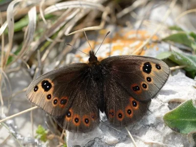 Proterebia afra